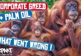 How Corporate Greed is Destroying the Real Potential of Palm Oil