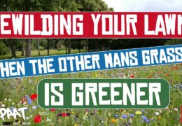 When The Other Mans Grass Is Greener – Lawn Re-wilding For Beginners