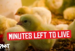 The Chicken & The Egg – We Have Reached An Environmental Crisis Point